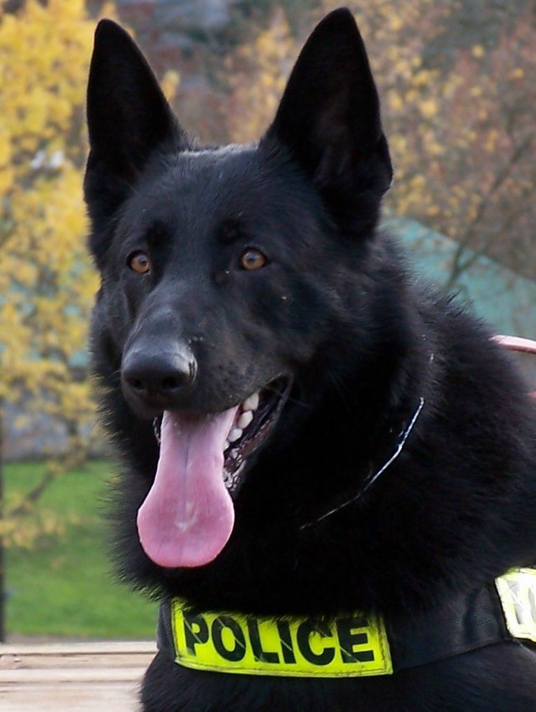 Featured image of post Black German Shepherd Police Dog Black K9 Dog