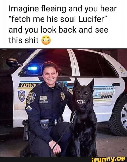 Featured image of post Black German Shepherd Police Dog Meme