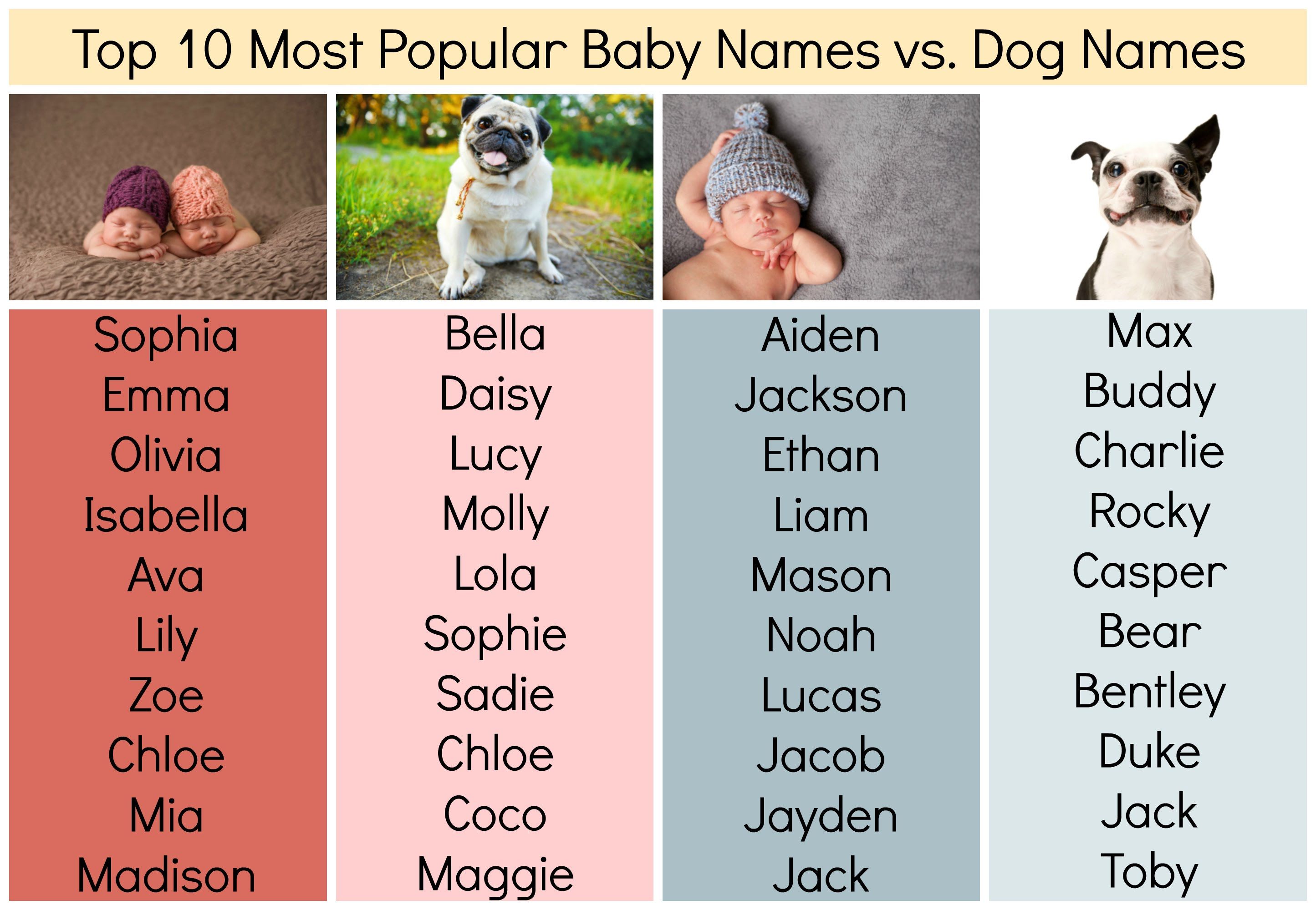 Featured image of post Boho Names For Dogs