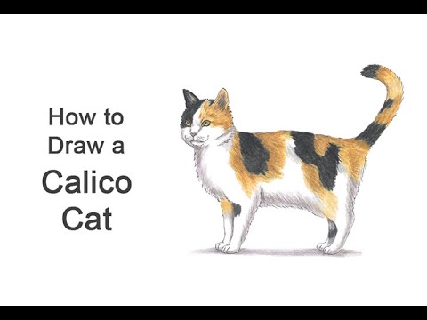 Featured image of post Calico Cat Drawing