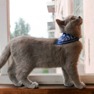 Featured image of post Cat Bandana Collar Uk