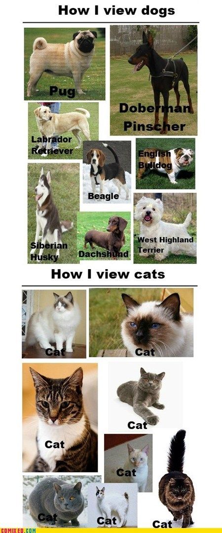 Featured image of post Cat Breed Vs Dog Breed Meme