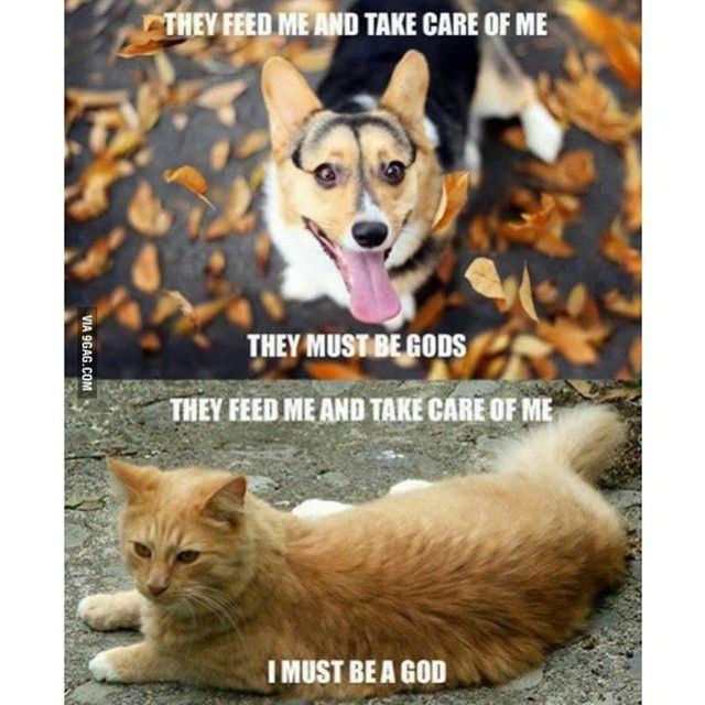 Featured image of post Cat Lovers Vs Dog Lovers Meme