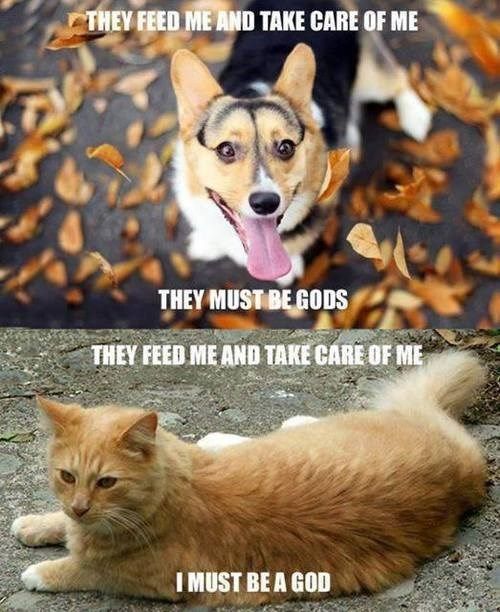 Featured image of post Cat Vs Dog Meme