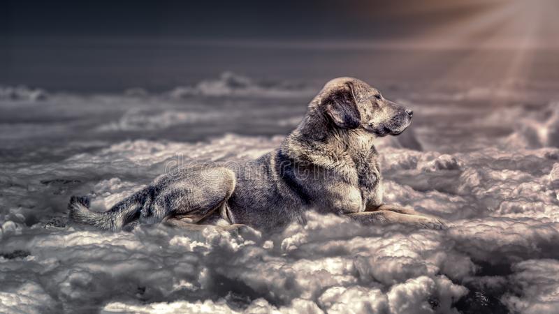 Featured image of post Dog Looking Down From Heaven Drawing