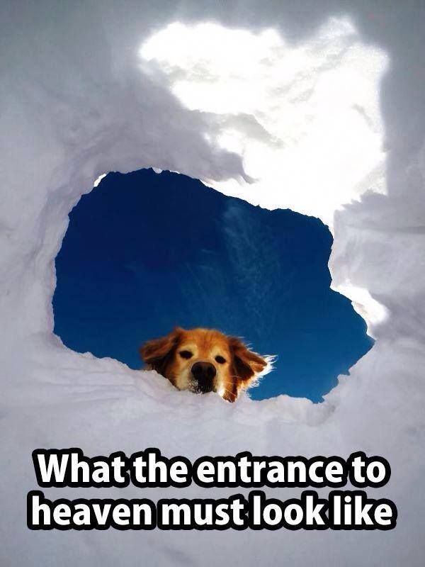 Featured image of post Dog Looking Down From Heaven