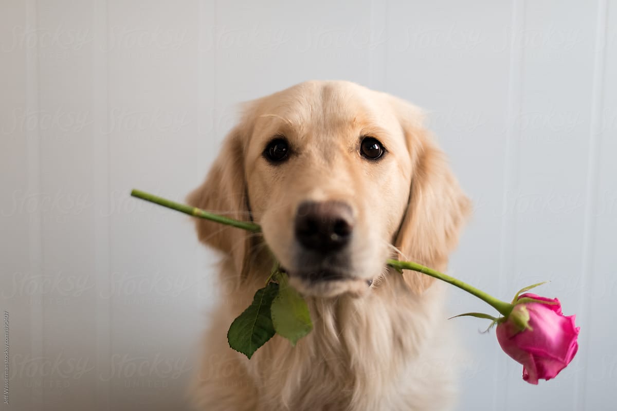 Featured image of post Dog With Flower In Mouth