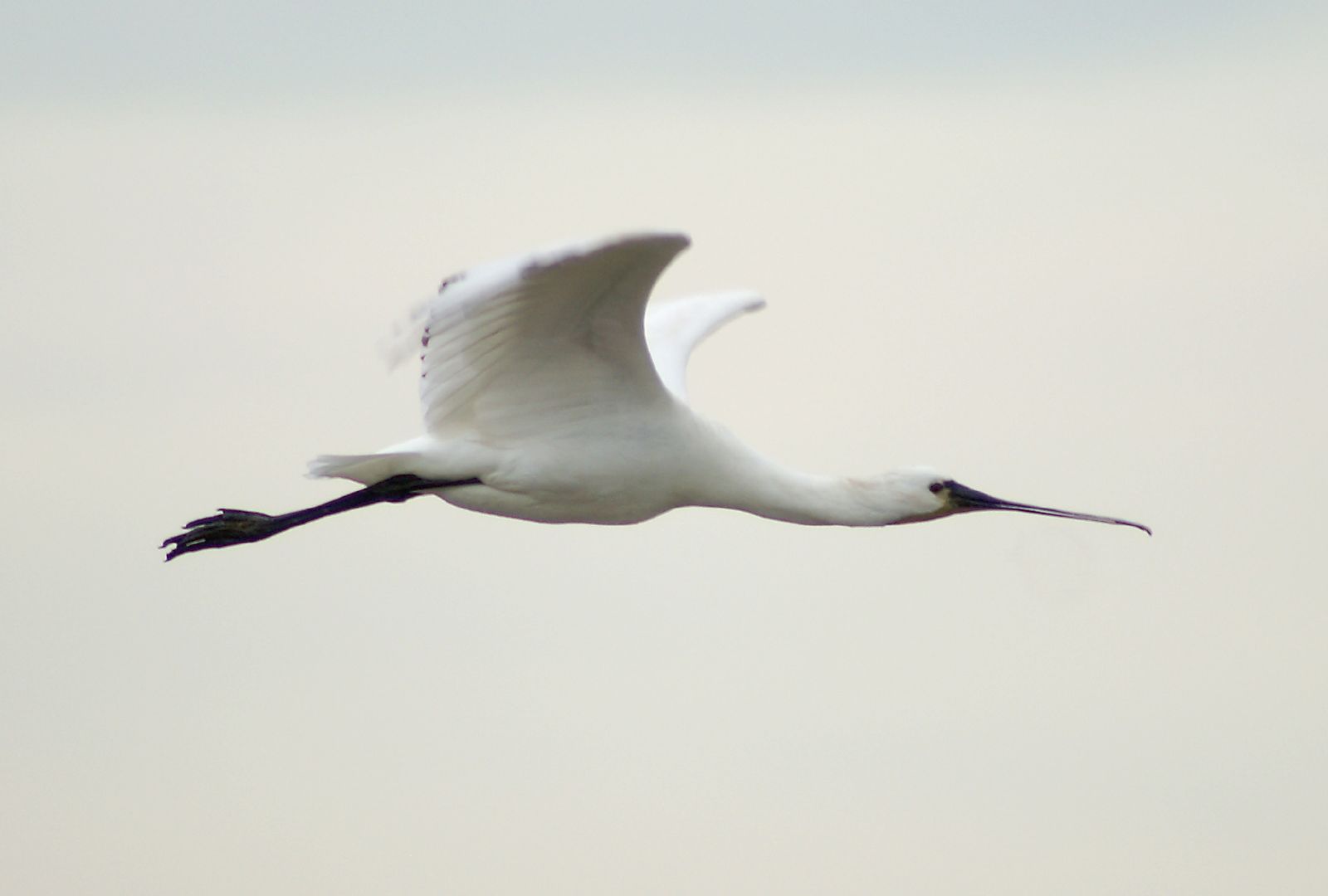 Featured image of post Eurasian Spoonbill Flying