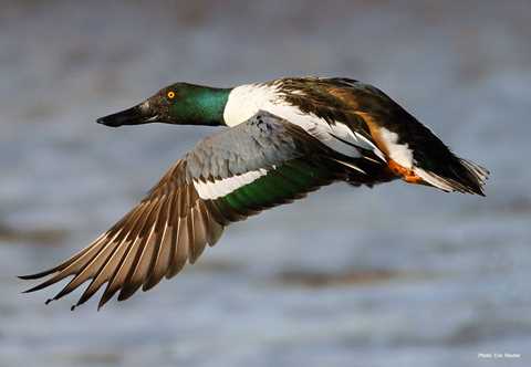 Featured image of post Flying Spoonbill Duck