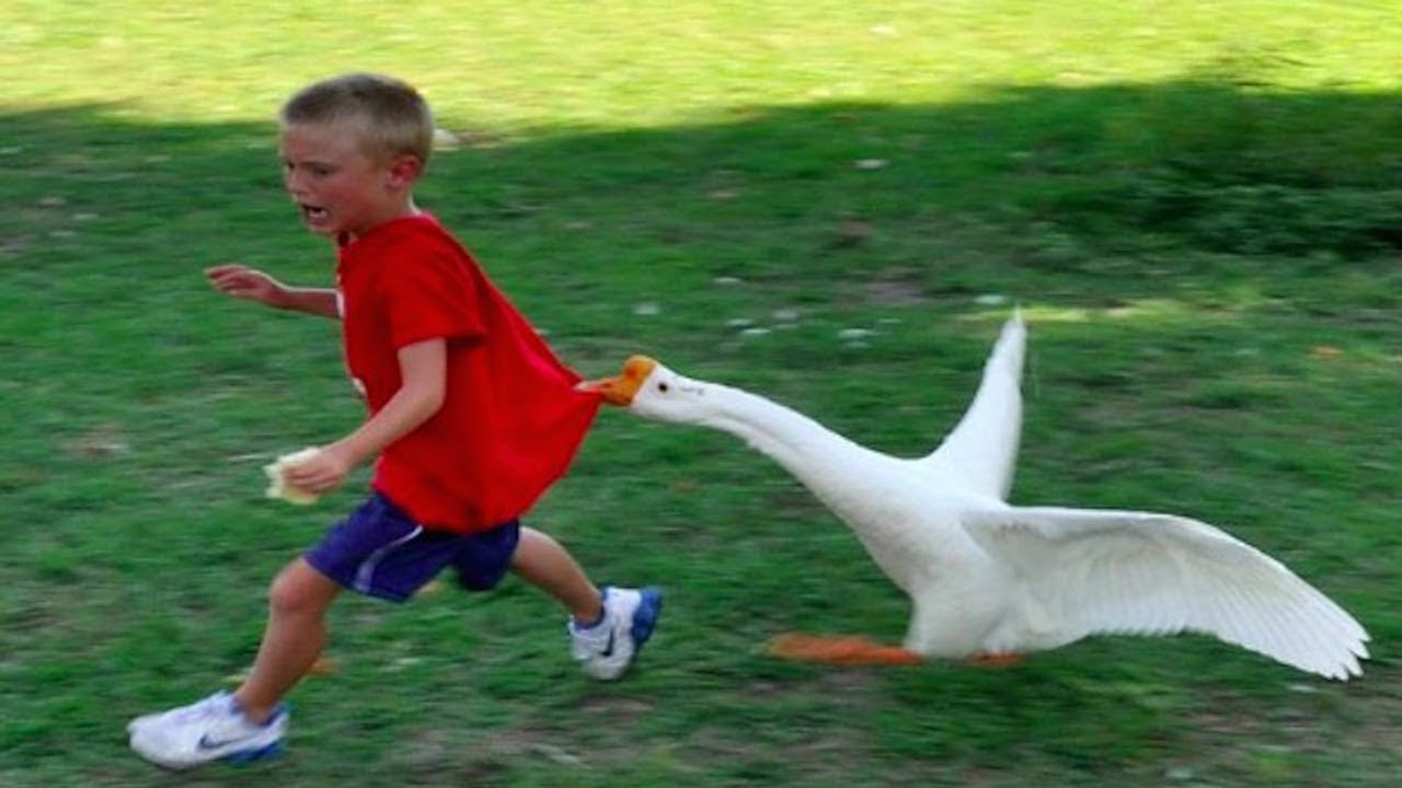 Featured image of post Goose Attacking Kid