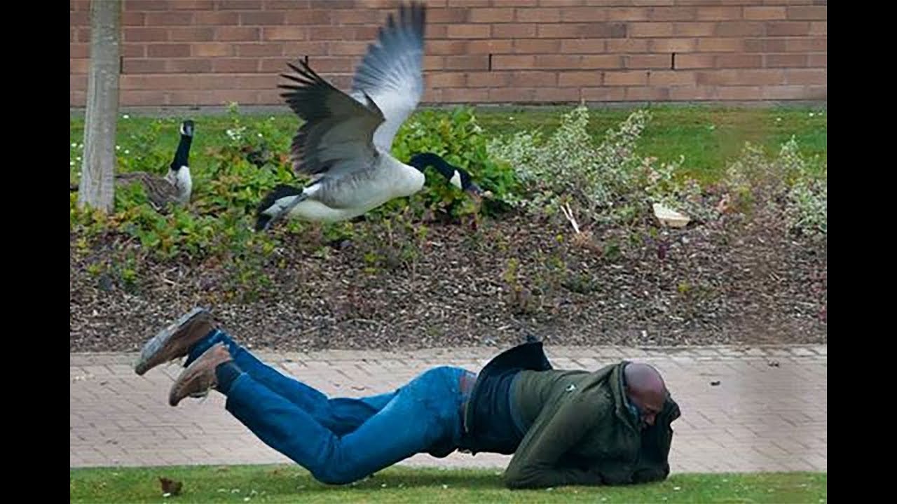 Featured image of post Goose Attacking Person