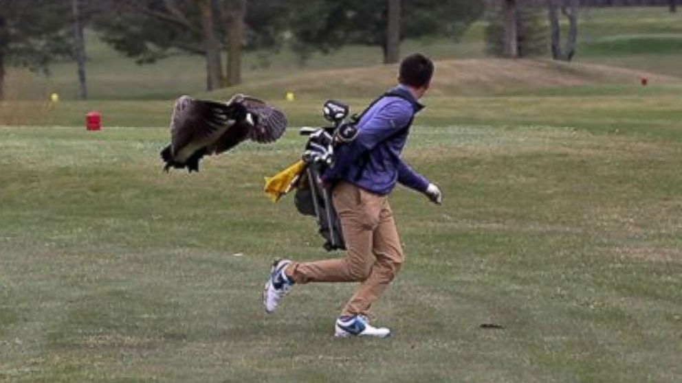 Featured image of post Goose Attacks Golfer