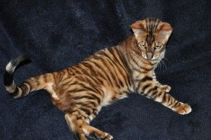 Featured image of post House Cat That Looks Like A Tiger