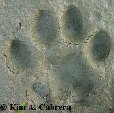 Featured image of post House Cat Tracks