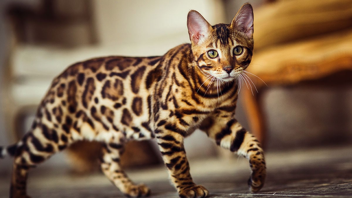 Featured image of post House Cats That Look Like Leopards