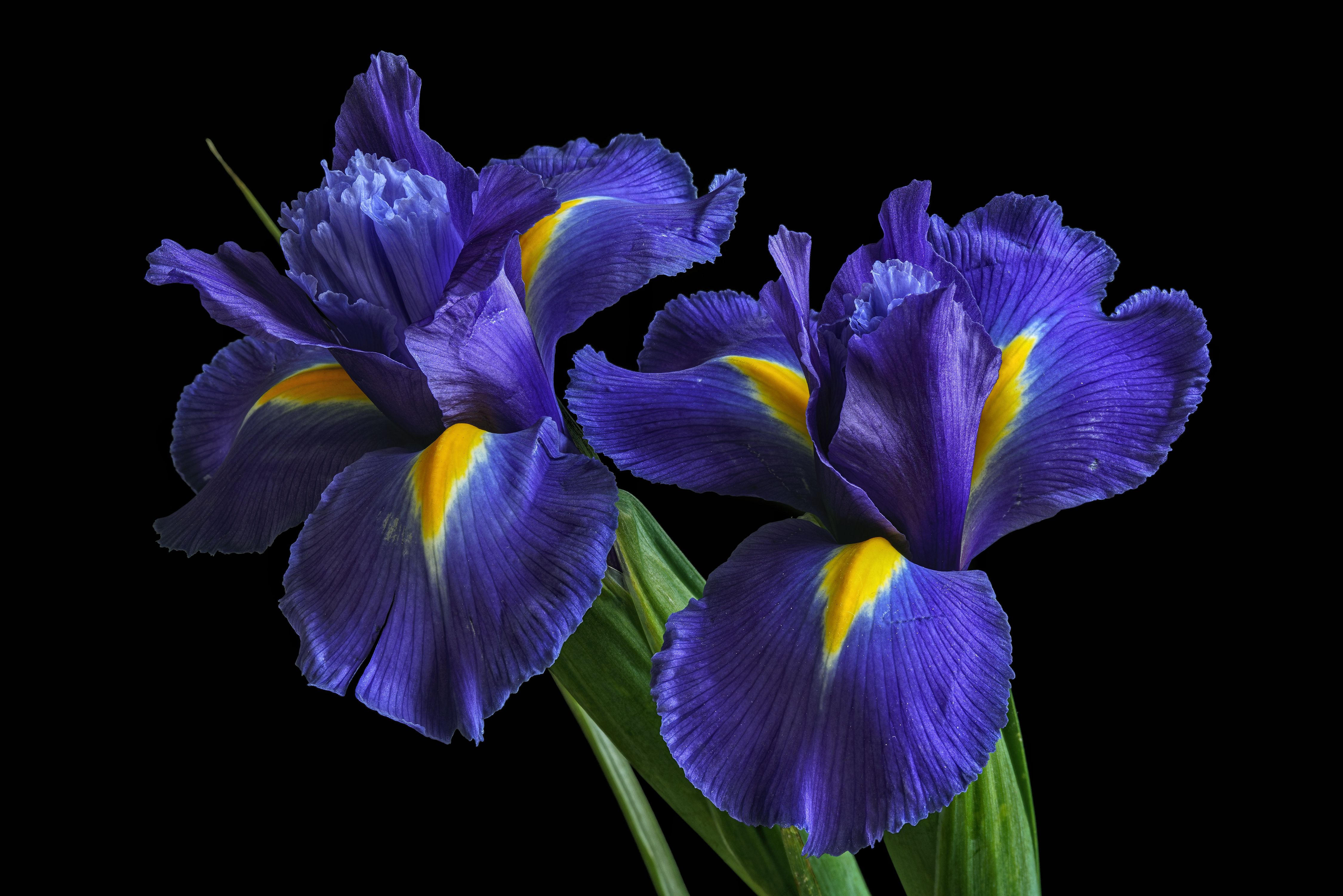 Featured image of post Iris Wallpaper 4K