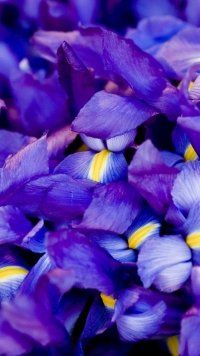 Featured image of post Iris Wallpaper Iphone