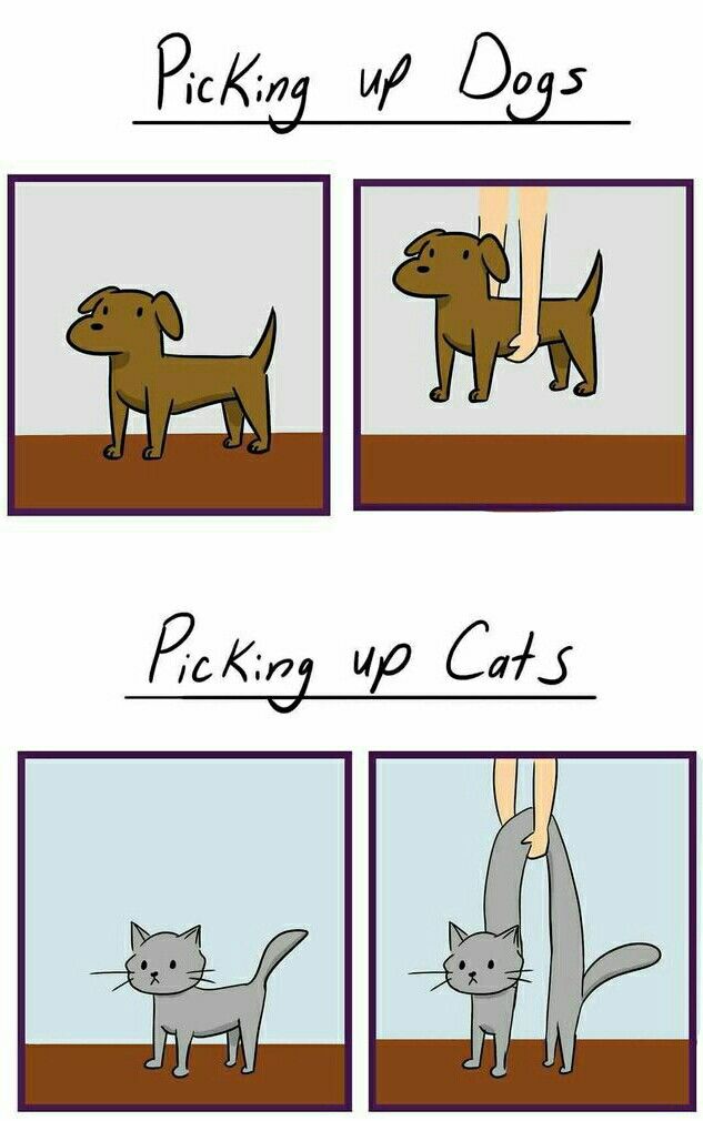 Featured image of post Picking Up Cat Vs Dog Meme