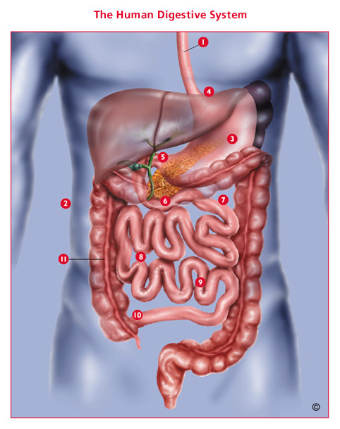 Featured image of post Picture Of Human Stomach And Intestines