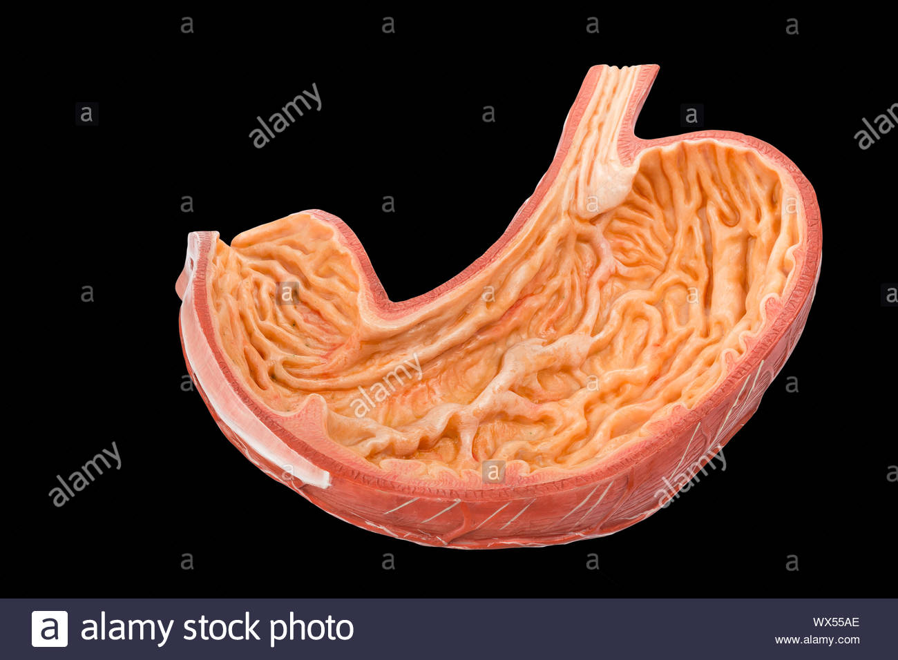 Featured image of post Picture Of Inside Human Stomach