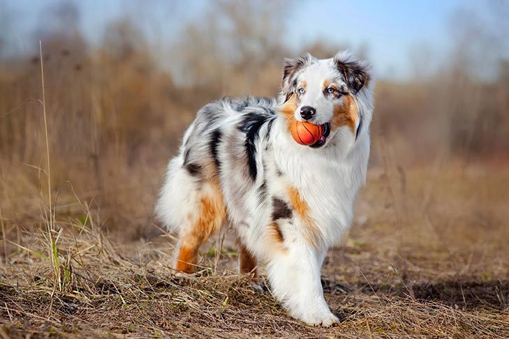 Featured image of post Pictures Of Australian Shepherd Dogs