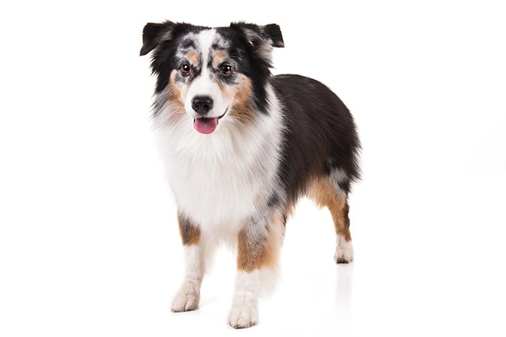 Featured image of post Pictures Of Miniature Australian Shepherd Dogs