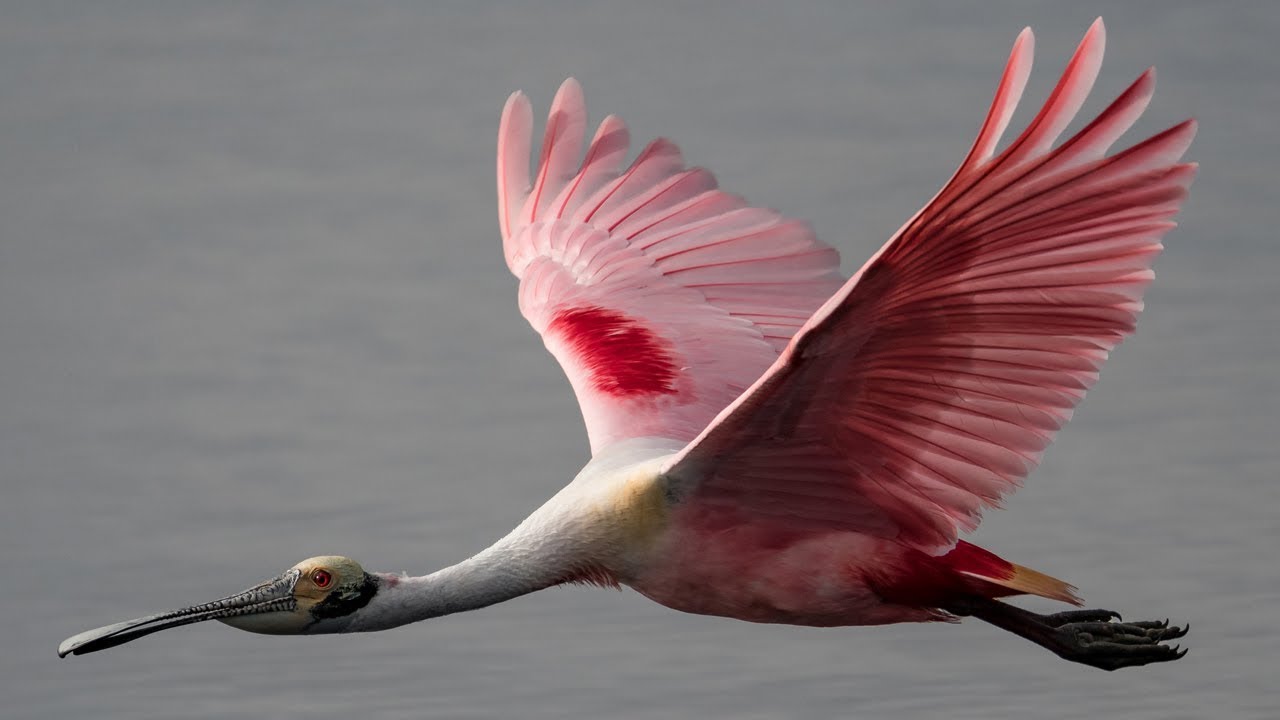 Featured image of post Roseate Spoonbill Flying