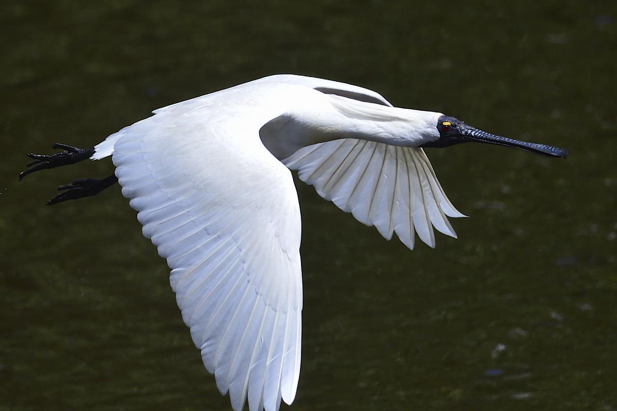 Featured image of post Royal Spoonbill Flying