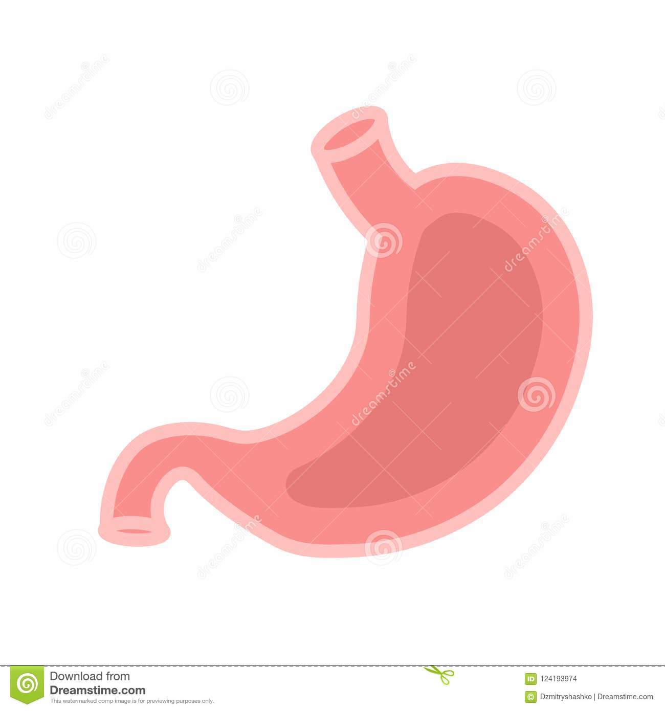 Featured image of post Simple Picture Of Human Stomach