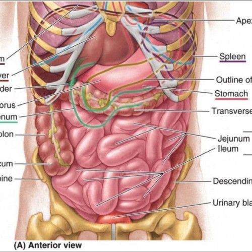 Featured image of post Stomach Picture Of Human Anatomy